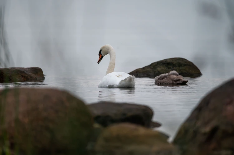 Лебединая семья бросила своего раненного птенца умирать: на Сахалине несколько дней пытаются спасти травмированную птицу
