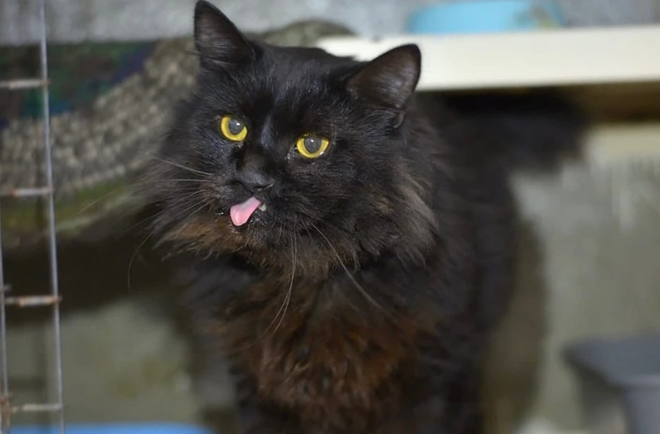 Котик с тяжелой судьбой из Тольятти ищет новый дом фото: Наталья Логинова