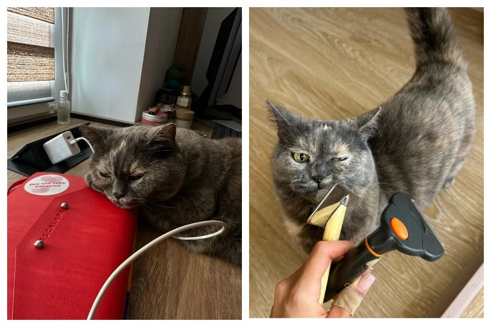 Шерсть у котиков тоже должна быть шелковистой!