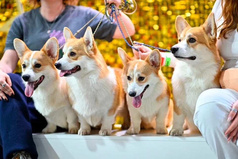 Фото предоставлено пресс-службой Российской кинологической федерации