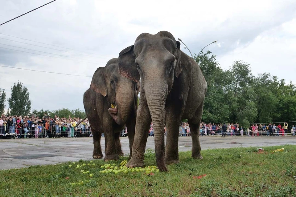 Там смогут разместить двух лаосских великанов.