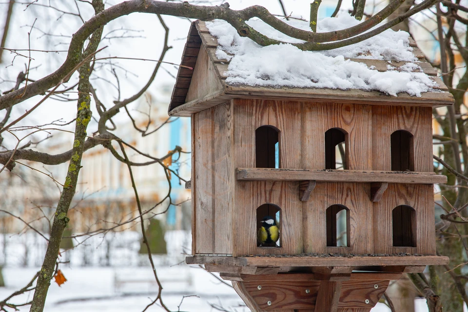 Регулярная подкормка критически важна для выживания птиц зимой. Фото: ГМЗ Царское Село
