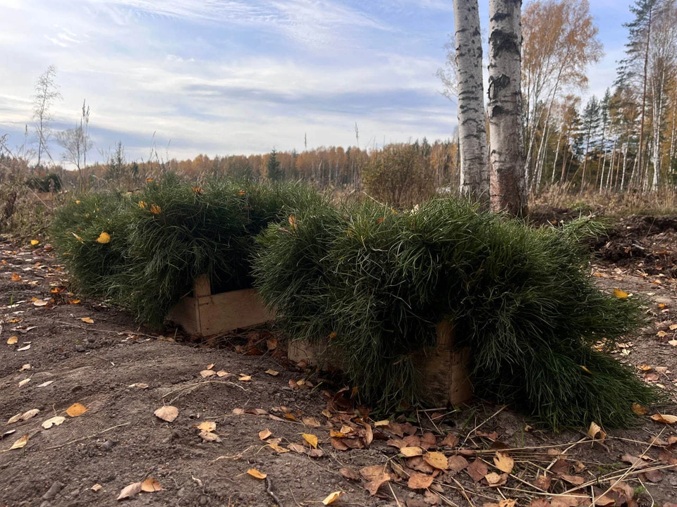 Более 300 тысяч молодых сосен высадили нижегородцы в рамках акции «Сохраним лес».