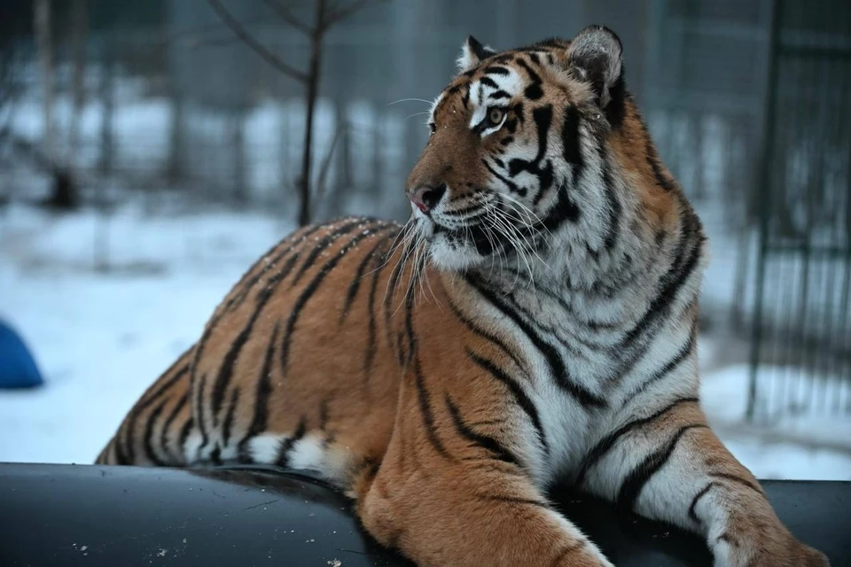 Все вольеры соответствуют установленным требованиям. Фото: «Дом тигра»