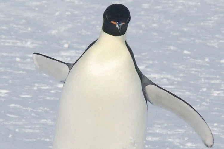 Потерял крыло, но спас птенца: Посмотрите на отважного пингвина, выжившего после схватки с хищником в Антарктиде