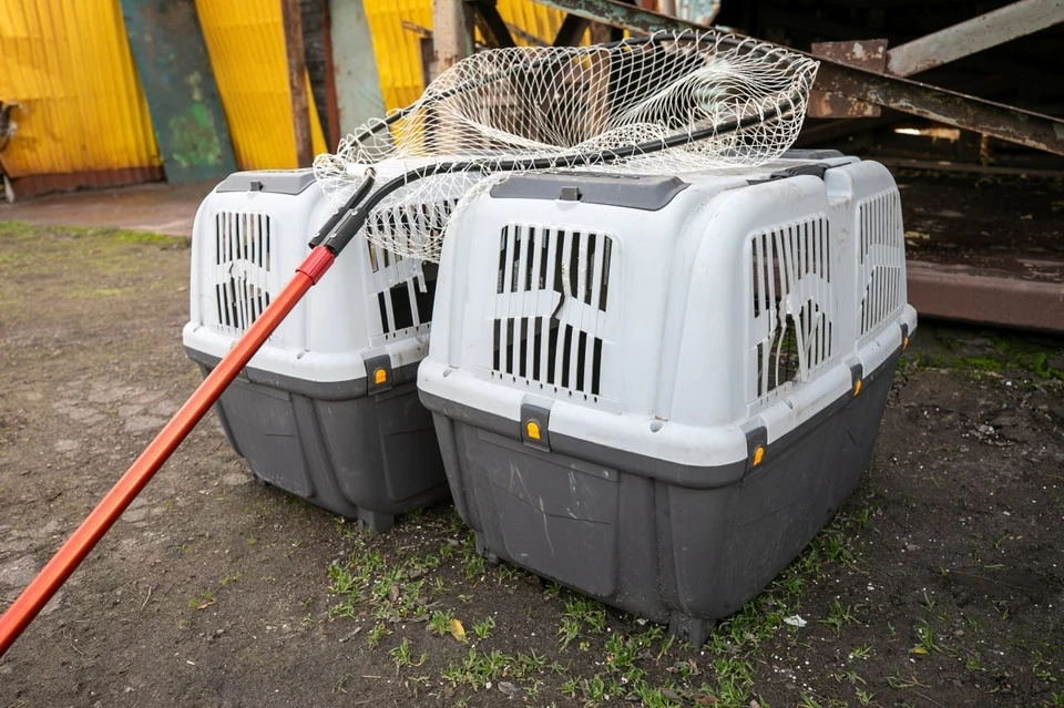 В Мариуполе будут контролировать популяцию бездомных животных. Фото: ТГ/Кольцов