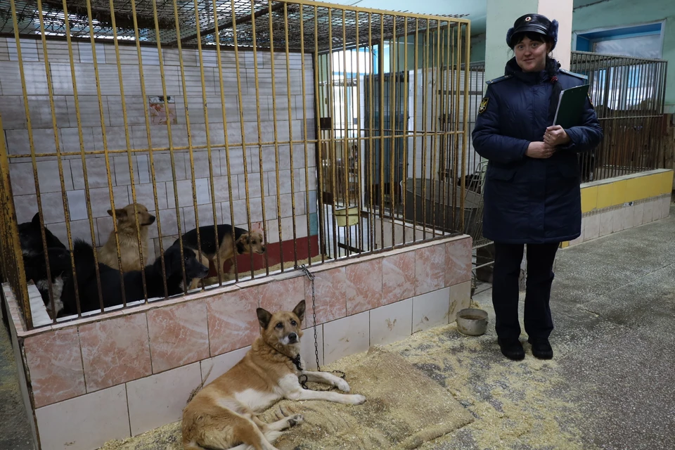 Собаки находятся в приюте
