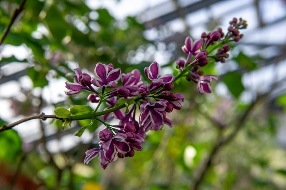 На Кубани повторно цветет сирень