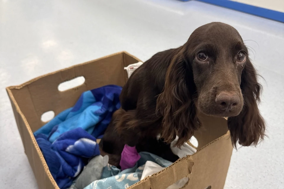 Ветеринары провели сложную операцию. Ириска всё стерпела и осилила. Фото: Екатерина КАЗАКУ.