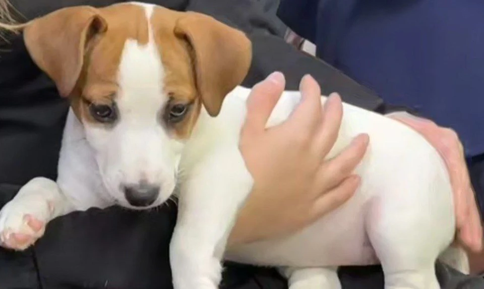 Школьница из Нижнеилимского округа получила подарок от президента России. Фото: пресс-служба правительства Иркутской области