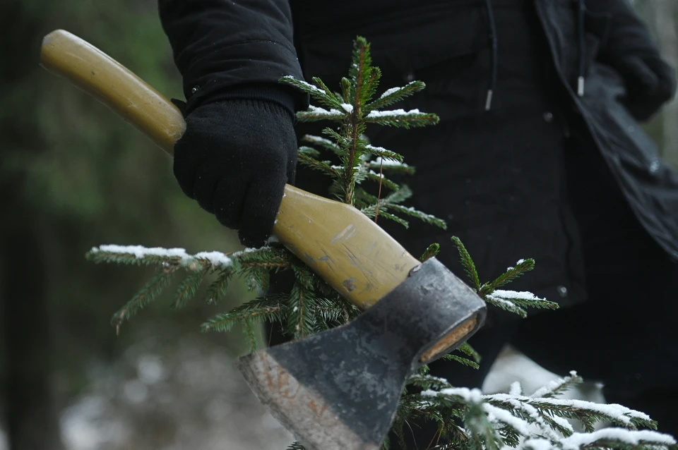 За незаконную вырубку новогодних елок предусмотрена ответственность вплоть до уголовной.