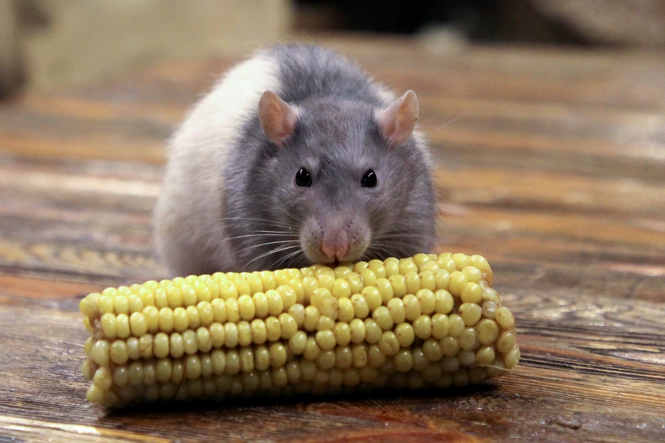 Случаи заболевания ГЛПС наблюдались в 19 районах и 5 городах Удмуртии