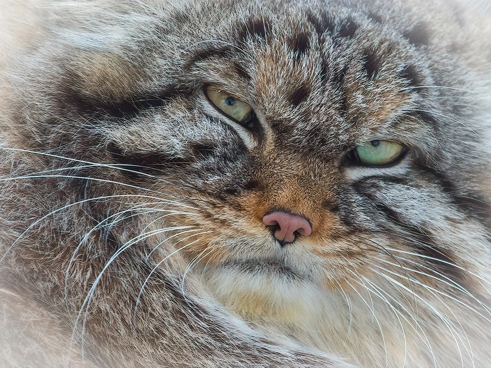В зоопарке Новосибирска манулов-подростков перевели в отдельные вольеры. Фото: В. Габов/Новосибирский зоопарк