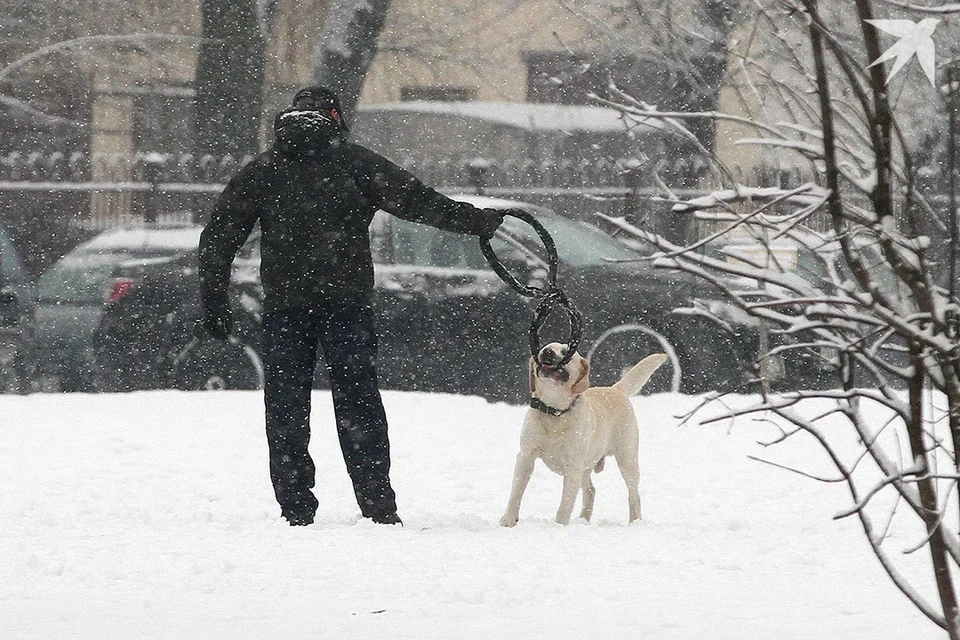 Синоптики предупредили белорусов о сильном снеге в понедельник 24 ноября. Снимок носит иллюстративный характер.