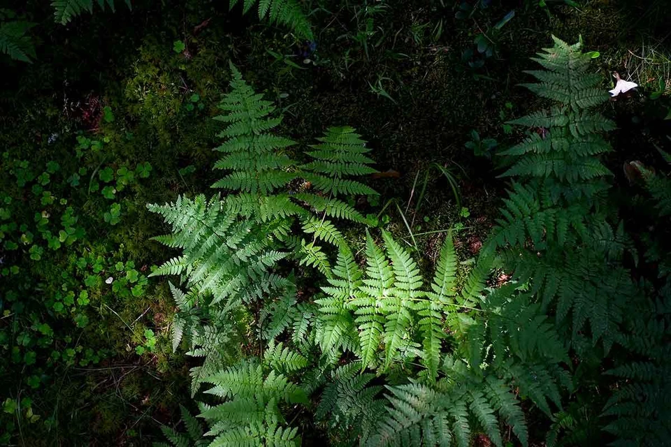 Папоротник высасывает из почвы редкоземельные элементы