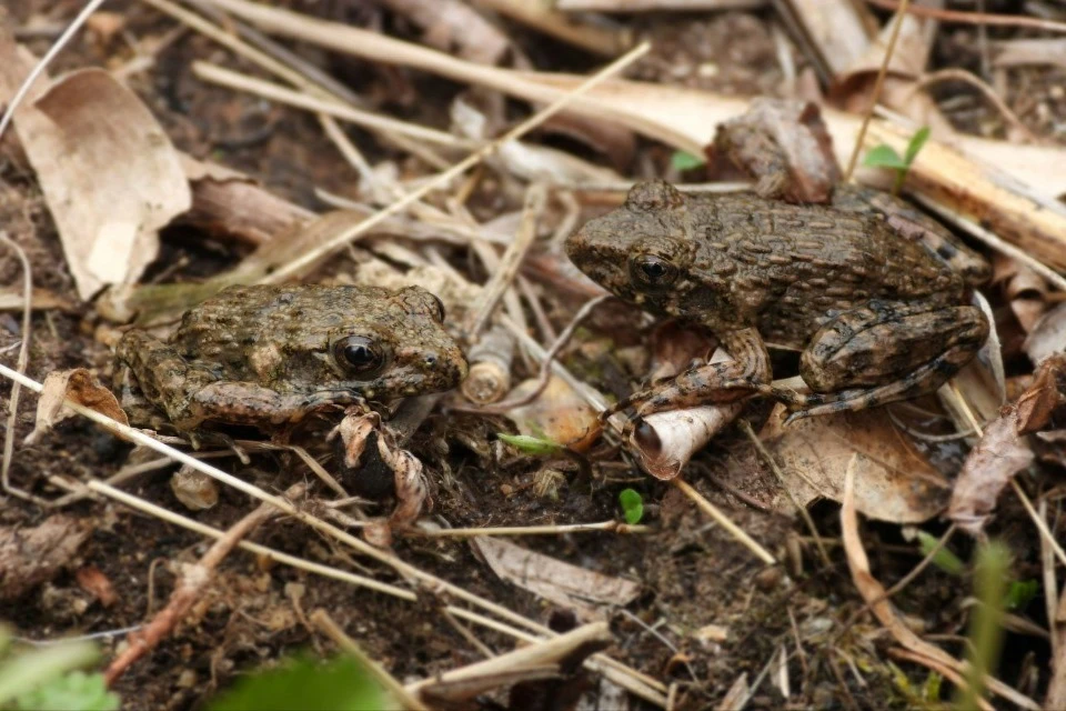 У этой находки есть долгая и почти детективная предыстория Фото: ФНЦ Биоразнообразия ДВО РАН/@fsc_biosoil
