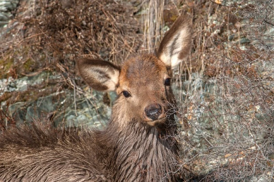 Спасение олененка