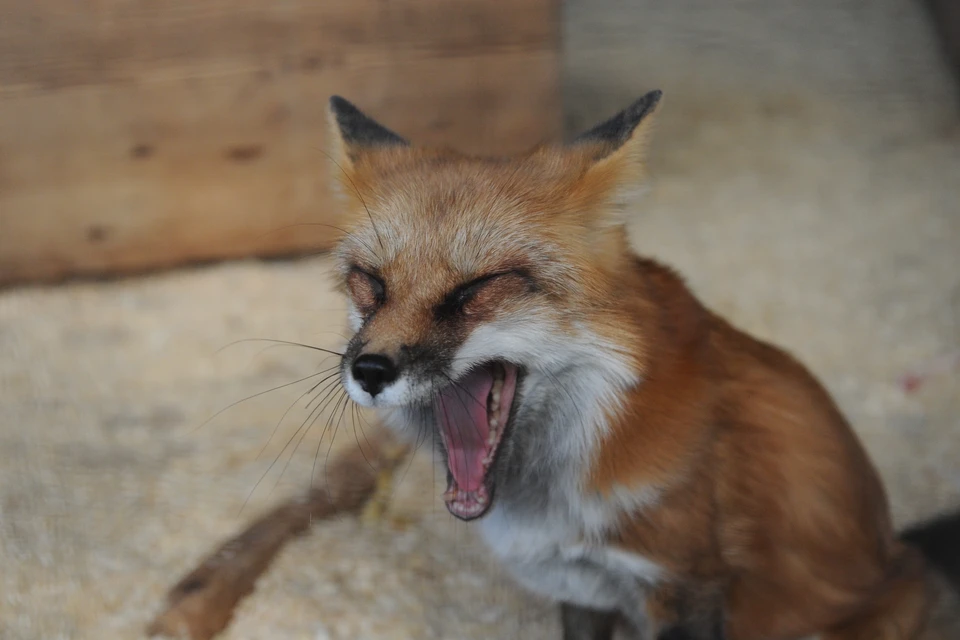 Узнали, откуда в черте города взялись лисы и не опасны ли они.