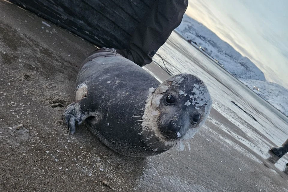 Сейчас тюленя уже выпустили обратно в море. Фото: Ирина Хаскина