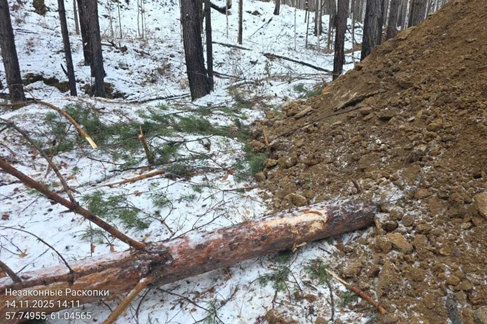 Черных лесорубов задержали в Нижнем Тагиле. Фото: пресс-служба Минприроды Свердловской области