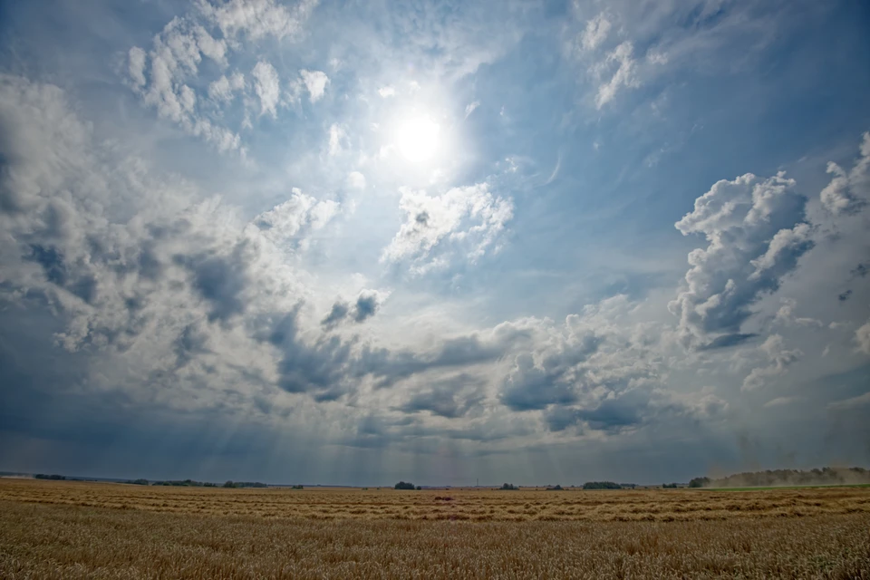 На Ставрополье грызуны заселили почти половину обследованных сельхозземель