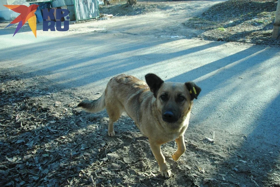 С городских властей взыскали 60 000 рублей в пользу пострадавшей несовершеннолетней.