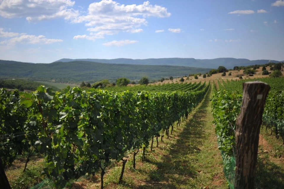 Создан метод обновления сортового состава виноградников за два сезона