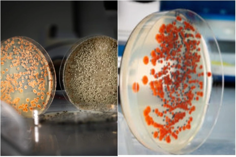 Дрожжи, грибы и бактерии отправили в космос ученые. Фото: Пресс-служба ЮФУ.