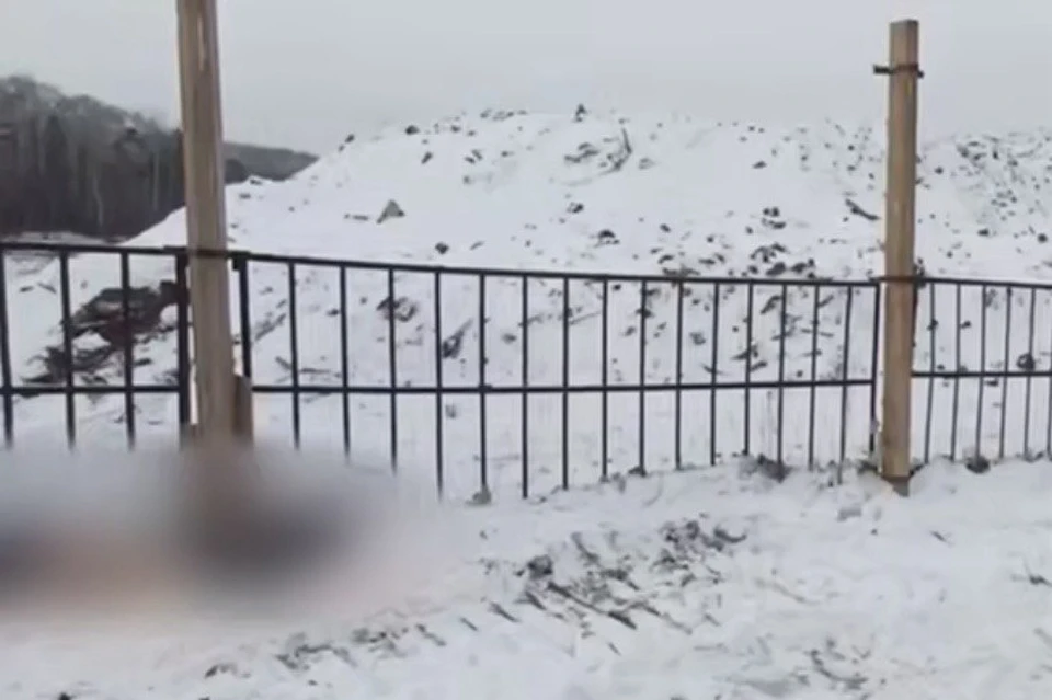 В Братске на свалке обнаружили погибшего мужчину со следами укусов.