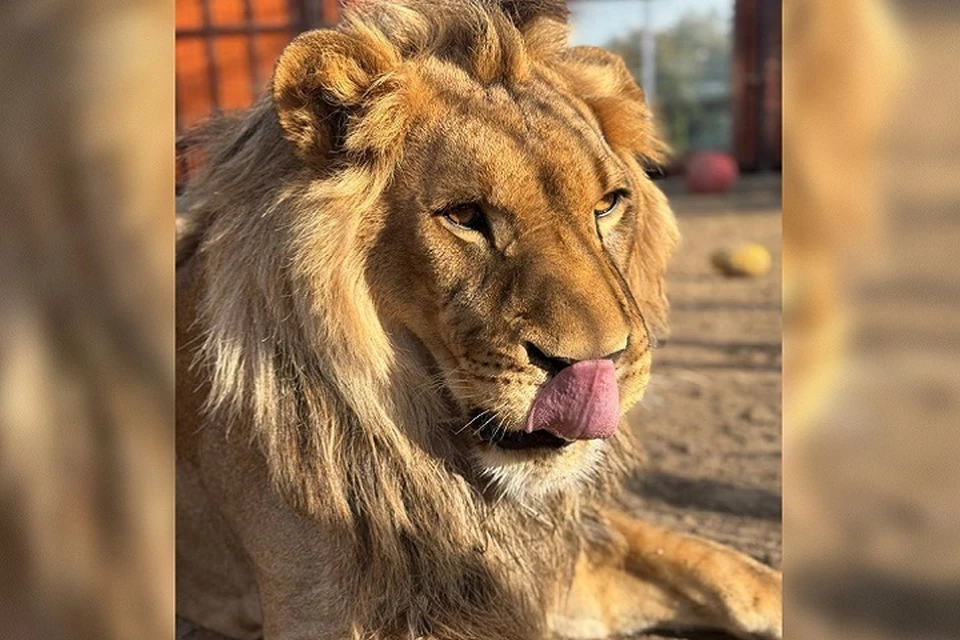 Лев Шерхан официально получил минскую прописку в апреле этого года. Фото: сайт Минского зоопарка