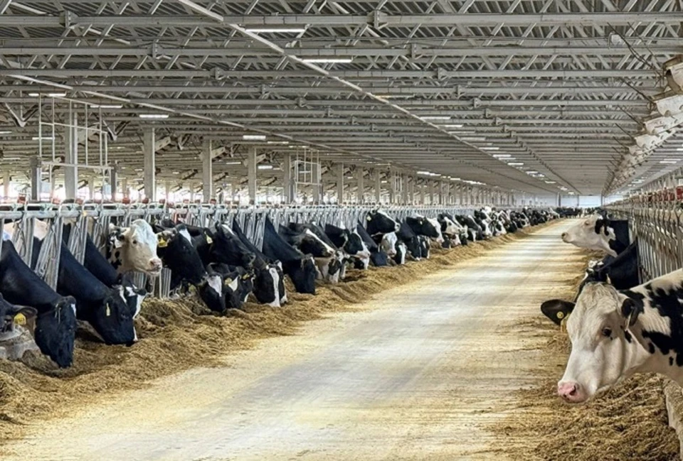 На конец июля 2025-го в хозяйствах региона всех категорий было учтено 115,4 тысячи голов крупного рогатого скота.