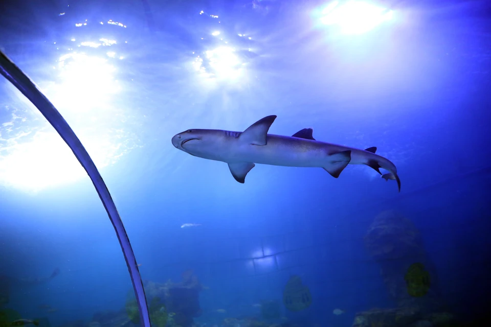 Reuters: Акула напала на молодую пару в Австралии, девушка погибла