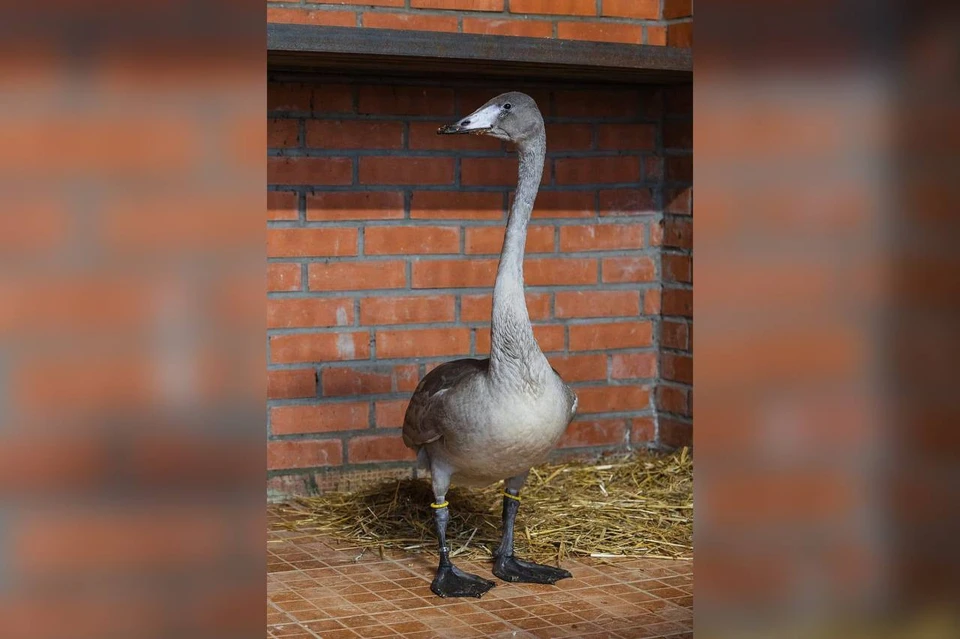 Спасенного в Ванаваре лебедя по кличке Тунгус передали в красноярский «Роев ручей». Фото: «КрасАвиа»