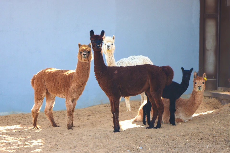 Малышку Кляксу (на фото - вторая справа) когда она подросла - ввели в семью. Фото: пермский зоопарк.