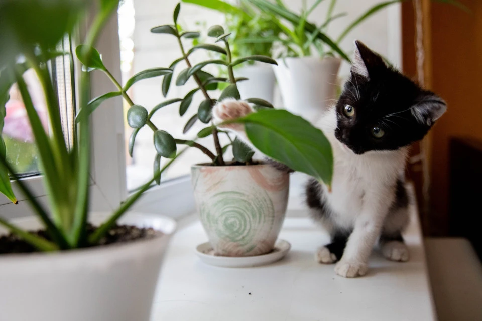 Такого "вредителя" вместе с цветком не купишь, а вот других вполне можно.