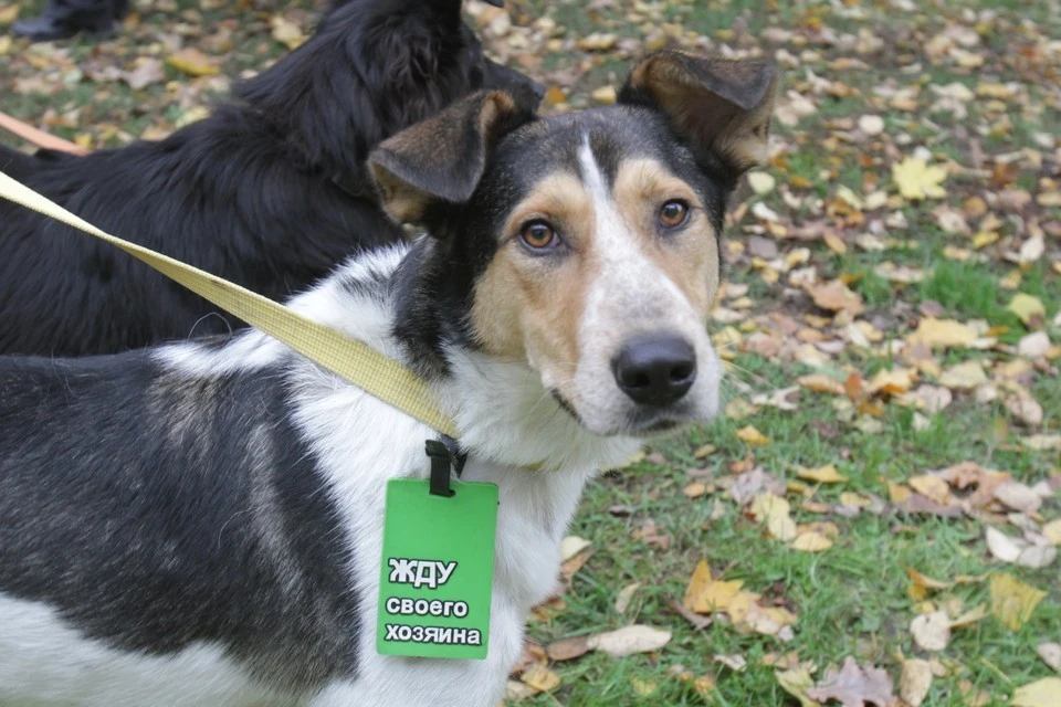 Российские приюты для животных смогут пройти бесплатную верификацию. Фото: Юрий Самолыго
