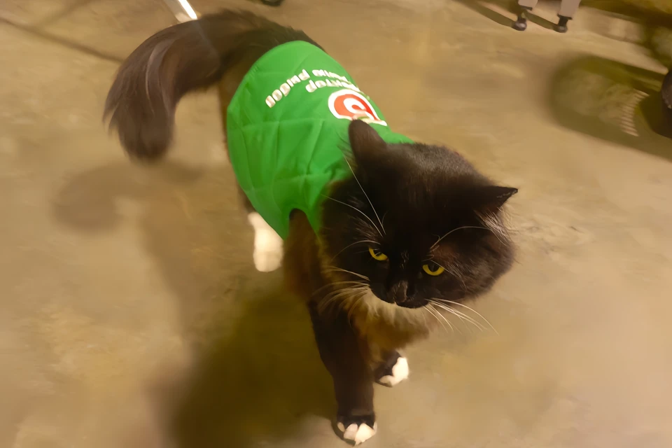 Кошка Джессика стала всеобщей любимицей. Фото: Ирина Фасова.