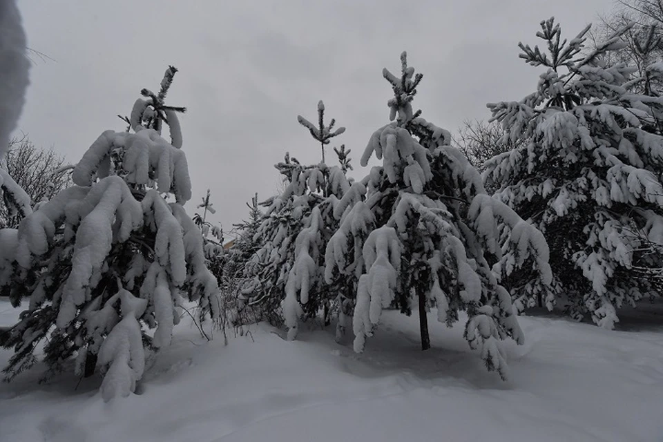 Штрафы за вырубку деревьев достигают 300 тысяч рублей.