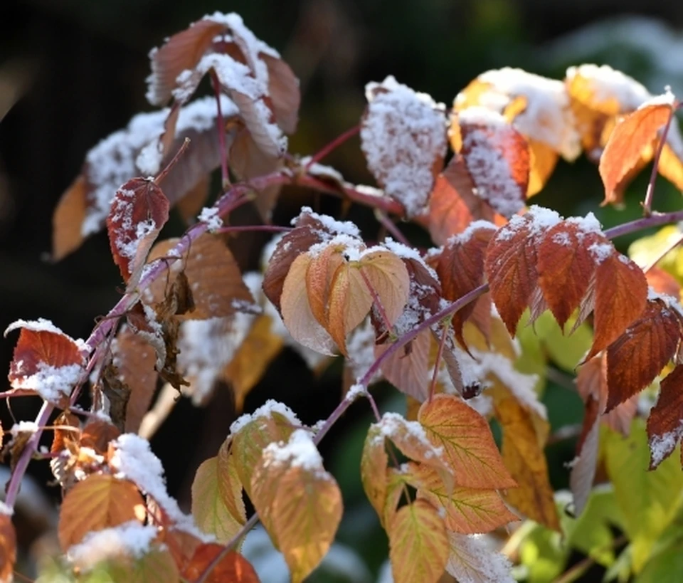 Пока же воронежцы снегом могут любоваться только на фотографиях