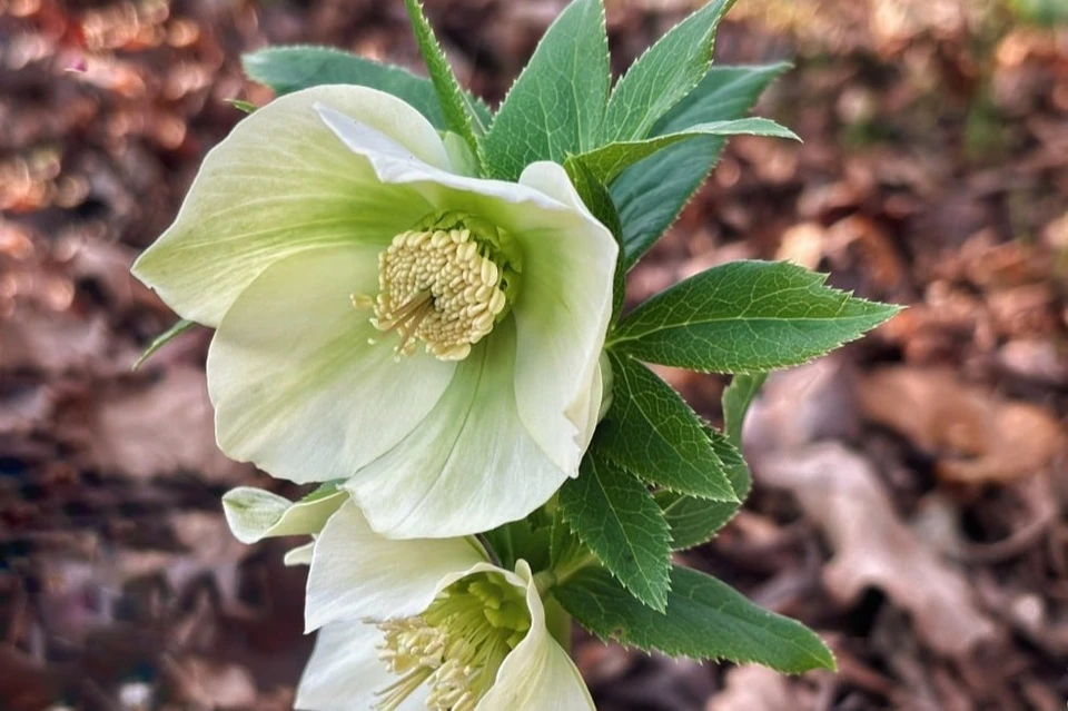 Наталья Елагина, Сочинский национальный парк