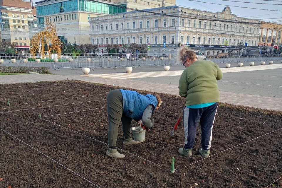Более 200 тысяч луковиц цветов высадят на зимовку в Ставрополе. Фото: администрация Ставрополя