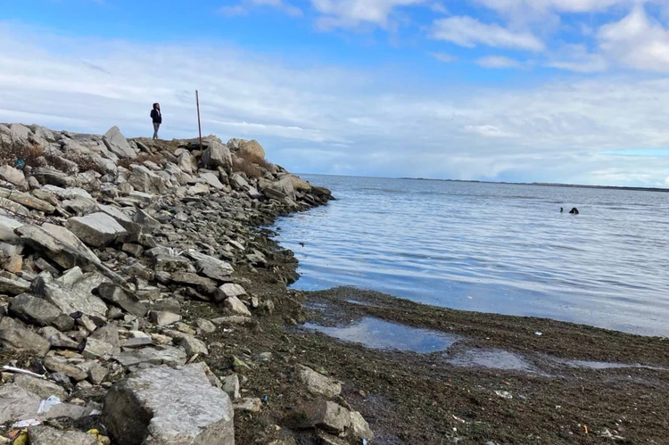 Всему виной газ? Минприроды Дагестана проверяет информацию о массовой гибели тюленей на берегу Каспия