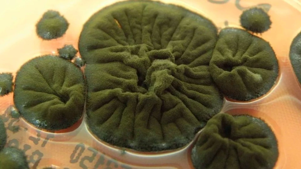 Гриб Cladosporium sphaerospermum, найденный на стенах разрушенного энергоблока в Чернобыле. Фото : Rui Tomé/Atlas of Mycology