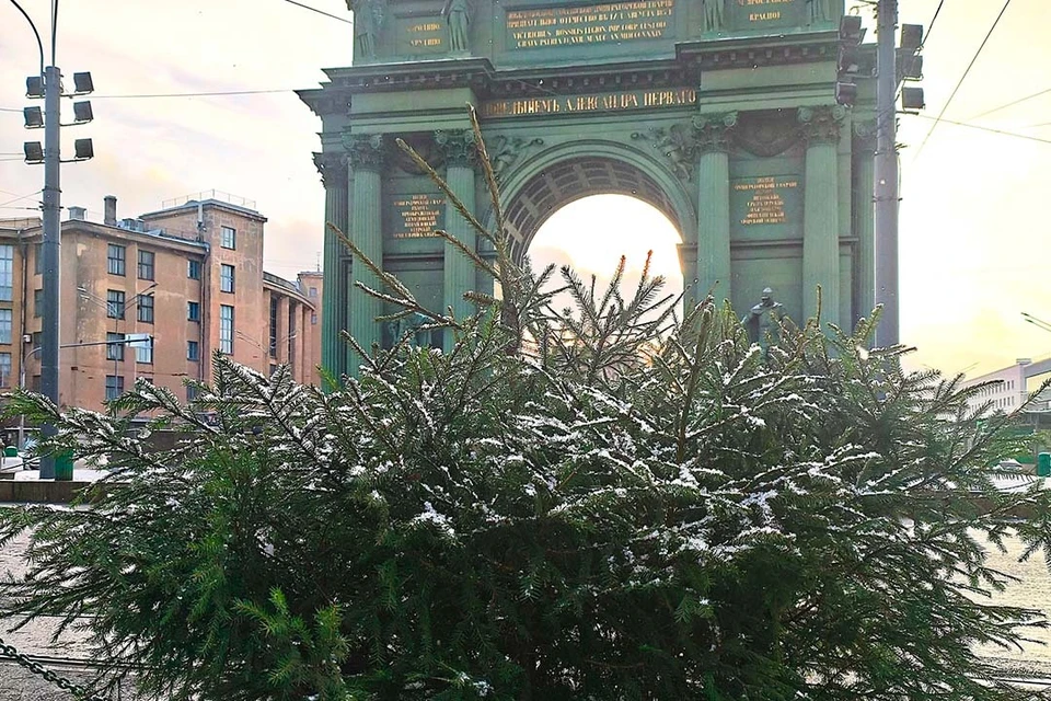 Деревья стали частью праздничной атмосферы у Нарвский ворот и не только. Фото: Комблаг