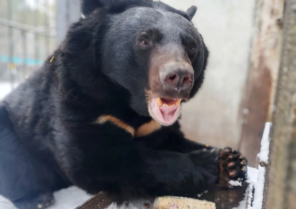 Фото: Большереченский зоопарк