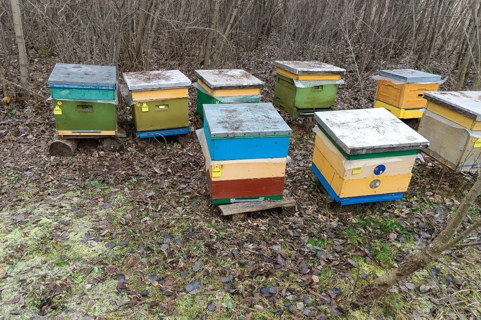 Рязанский Россельхознадзор обнаружил подозрительный мед и куриные яйца. Фото: Россельхознадзор по Рязанской и Тамбовской обл.