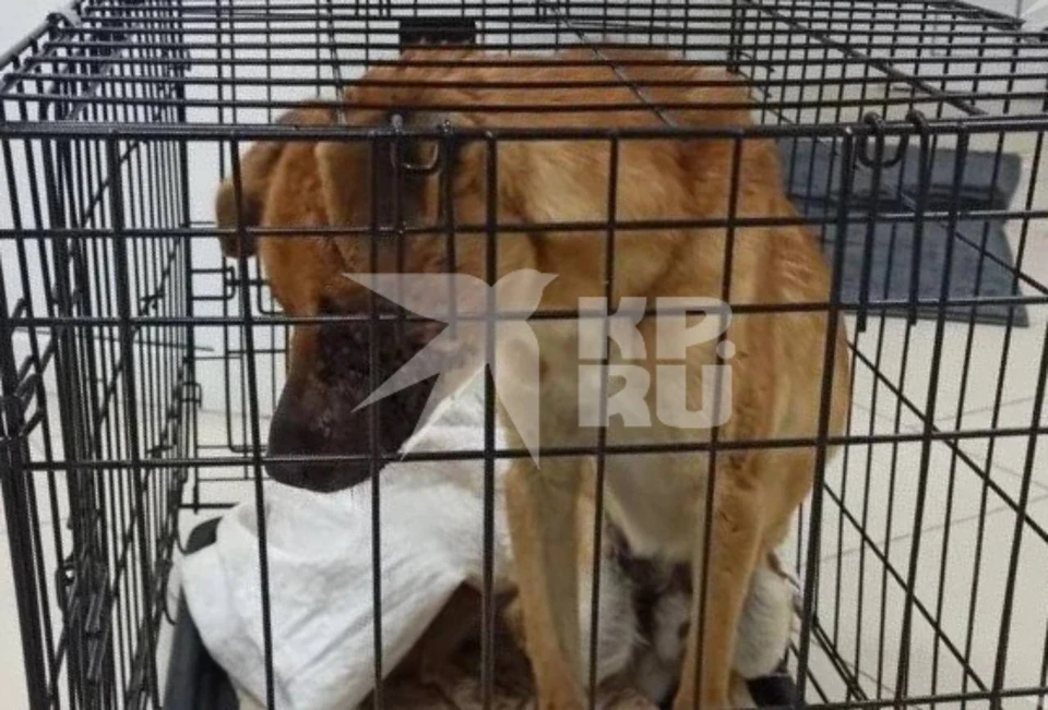 Инцидент произошел в станице Суворовской. Фото: предоставлено «КП»