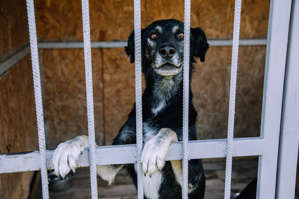 Приют на 50 собак планируют построить в Городце за 20 млн рублей.