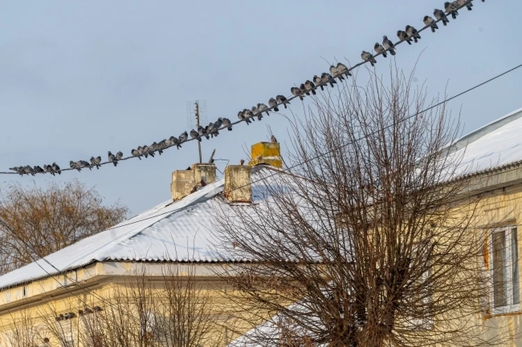 На Пермский край надвигается настоящая зима: ожидается резкое похолодание и сильные снегопады