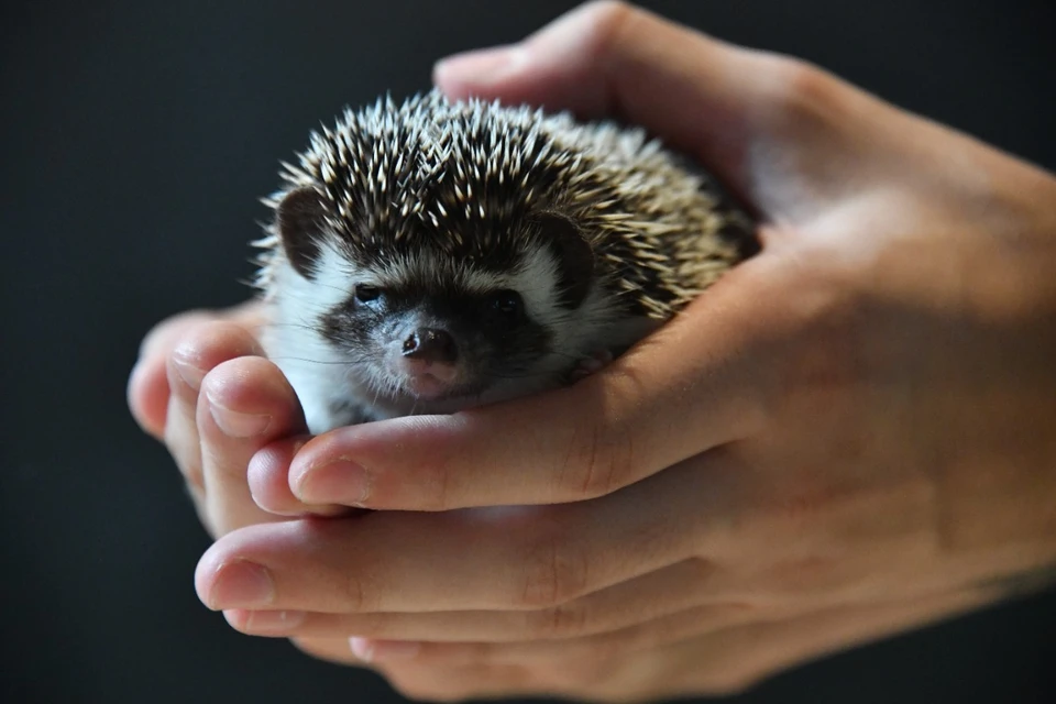 Аномальная зима влияет на животных